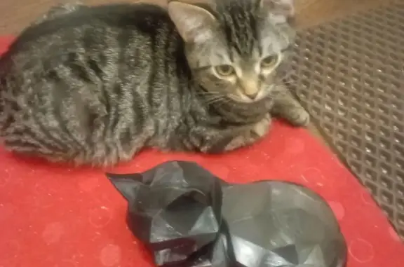 Пропал котенок на ул. Куйбышева, 6, Мурманск - photo