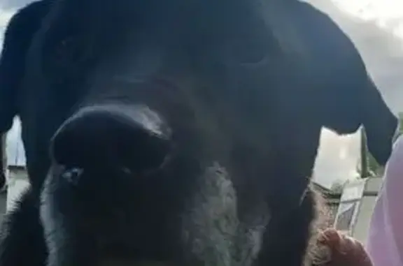 Собаки потеряшки, Калининград, фото: Потеряшка собака, Печатная ул., Калининград