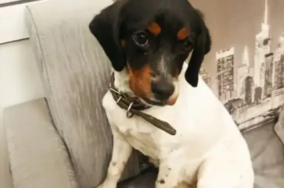 Найдена собака, Липецк, фото: Собака найдена на улице Фрунзе, Липецк