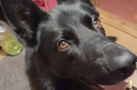 Пропала собака, ул. Клубничная, Рощино - photo