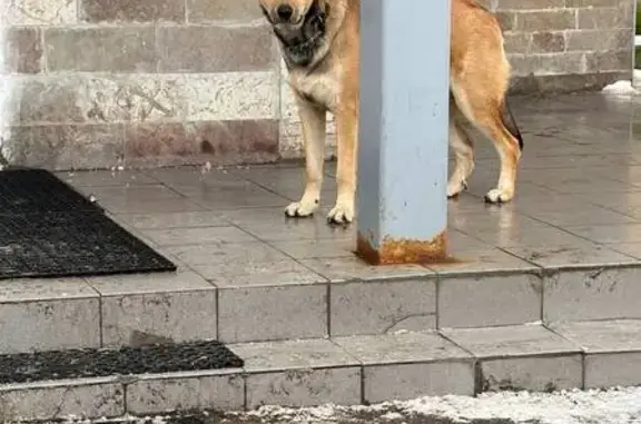 Найдена собака, Санкт-Петербург, фото: Найдена собака, ул. Грибакиных, СПб