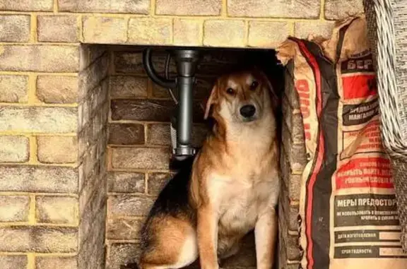 Найдена собака, Тетерино, фото: Найдена собака, Тетерино, 46К-1101