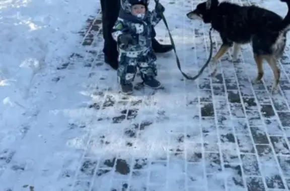 Пропала собака Рекс, ул. Карпова 16/2, Томск - photo