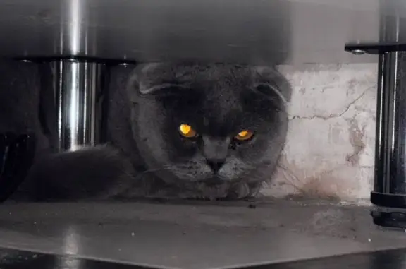 Найденные животные Красноярск, фото: Кошка найдена на Ястынской, 14, Красноярск