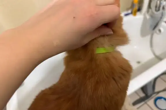 Найденные животные Уфа, фото: Кошка найдена: ул. Свободы, 14, Уфа