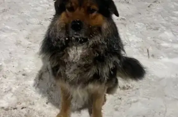 Найдена собака, Некрасовский, фото: Собака найдена: Малая Чёрная, МО