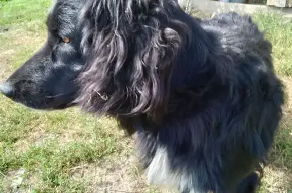 Пропала собака, Пышма, ул. Комсомольская 1а - photo