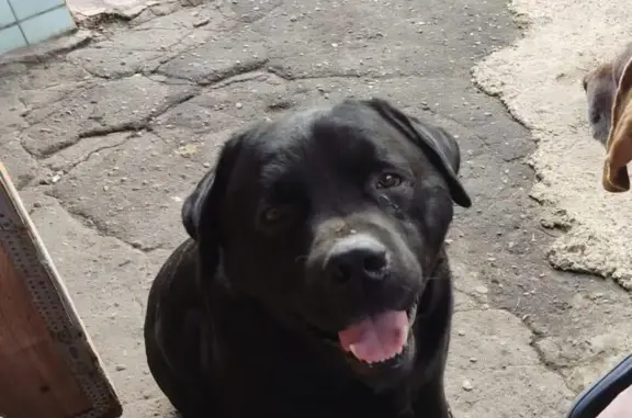 Пропала собака на Талалихина, 29, Краснодар - photo