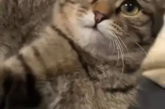 Пропала кошка, Северная ул., 41А, Карпинск - photo