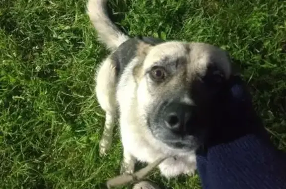 Пропала собака, Баклашинское с/п, Иркутск - photo