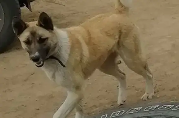 Пропала рыжая собака, Забайкалье - photo