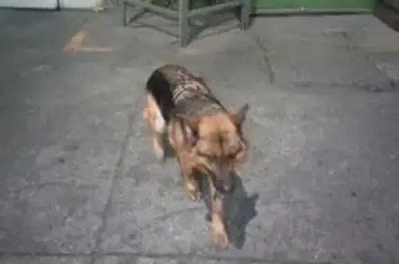 Собака найдена: ул. Пограничников, 42 - photo