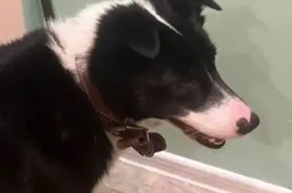 Найдена собака, Троицк, фото: Найдена собака, Троицк