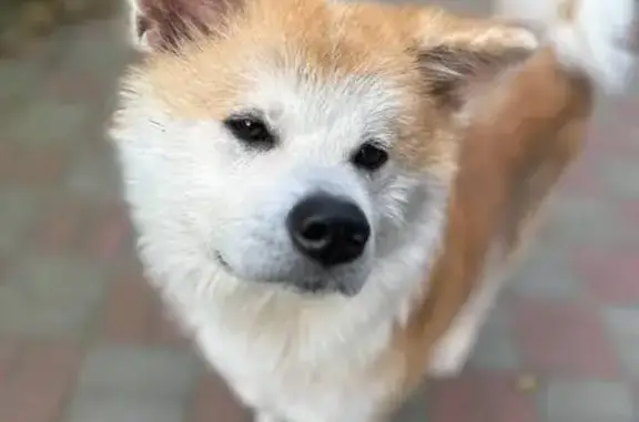 Пропала собака, ул. Д. Горина, 153, Воронеж - photo