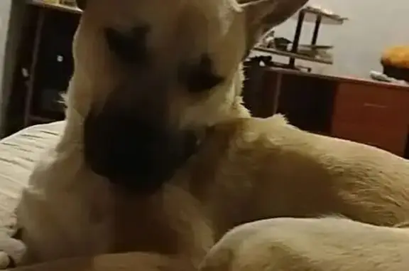 Потерянные животные Златоуст, фото: Пропала собака на Чугуновской, 4, Златоуст