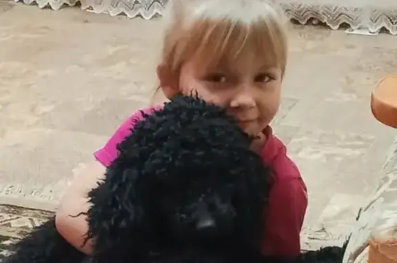 Собаки потеряшки, Подгородне-Покровский сельсовет, фото: Потеряшка собака, Оренбург, Подгородне-Покровский