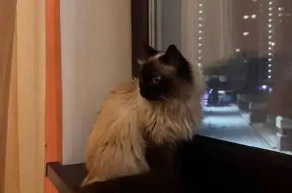 Найдена кошка, Екатеринбург, фото: Кошка найдена: ул. Блюхера, 45, Екатеринбург