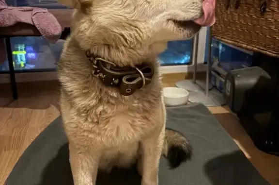 Найдена собака, Пермь, фото: Найдена собака, ул. Мира, 41/1, Пермь