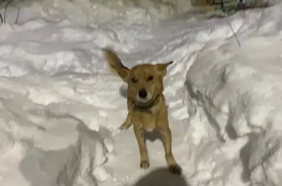 Найдена собака, Смоленск, фото: Собака найдена, ул. Городнянского, Смоленск