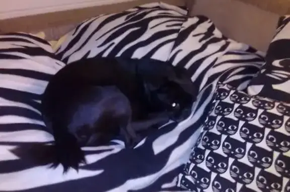 Собаки потеряшки, Москва, фото: Потеряшка собака, 1-я Владимирская 9, Москва