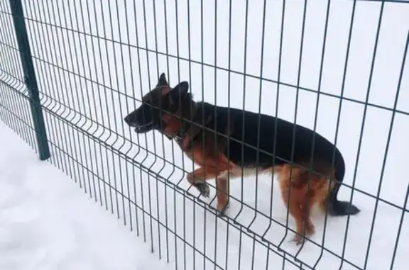 Найдена собака, Тамбов, фото: Овчарка найдена: 1-я Полковая ул., Тамбов