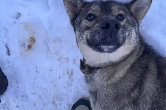 Найдена собака, Калининский, фото: Сбита собака у Рем зоны, Тверская обл.