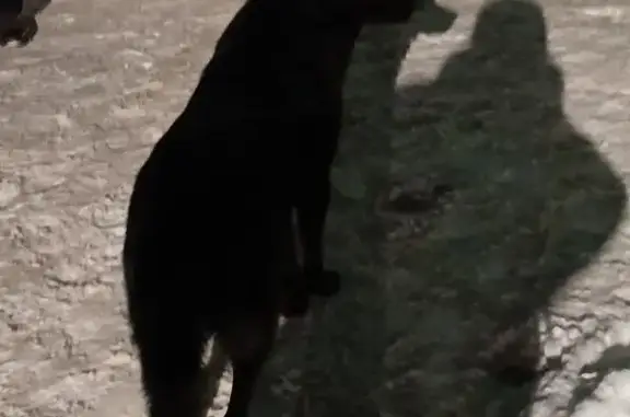 Найдена собака, Куйвозовское, фото: Найдена собака на Грузинском шоссе