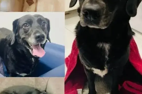 Пропала собака в Батайске, ул. Луначарского, 113 - photo