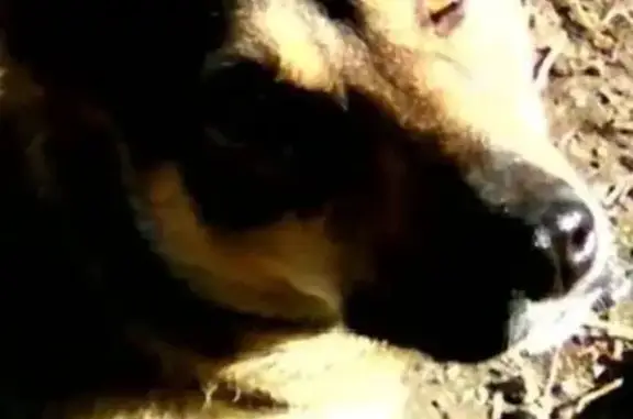 Потерянные животные Омск, фото: Пропала собака, 12-я аллея, Омск