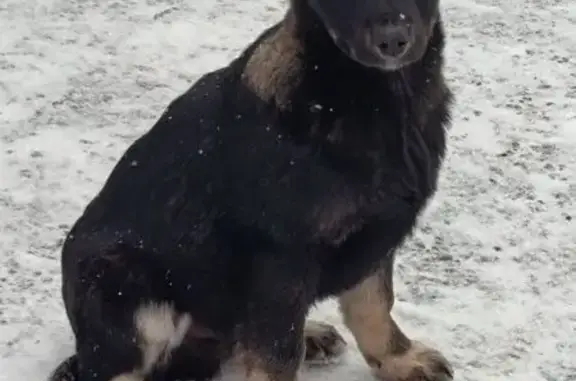 Найдена собака, Ульяновск, фото: Щенок найден: ул. Герасимова, Ульяновск