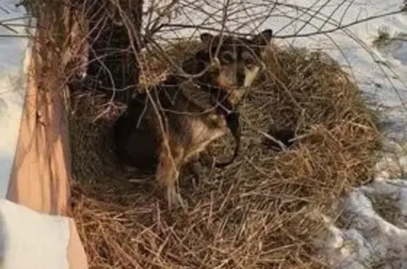 Найдена собака, Чита, фото: Найдена собака в Чите, Забайкалье