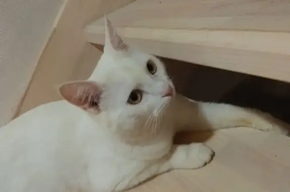 Пропала кошка, Спасс - photo