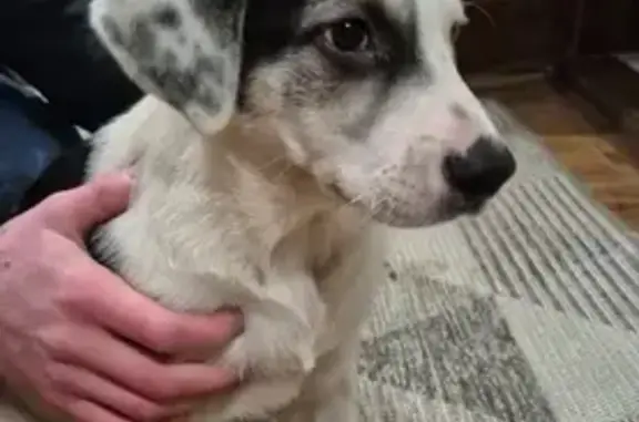 Найдена собака, Тверь, фото: Собака найдена на бульваре Профсоюзов