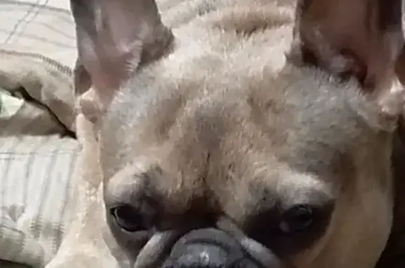 Пропала собака, ул. Кирова, Тула - photo