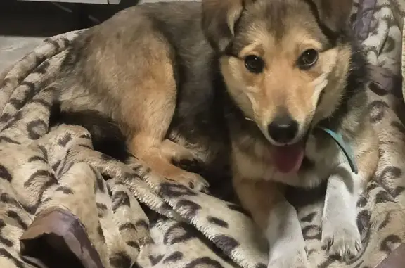 Собака найдена: ул. Звездова, 28А, Новокузнецк - photo