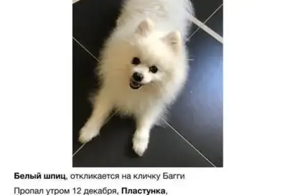 Пропала собака на ул. Джапаридзе, Пластунка - photo