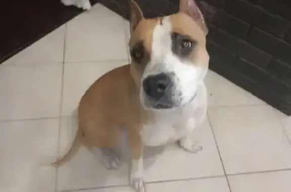 Найдена собака, Краснодар, фото: Найдена собака, Красная ул. 101, Краснодар