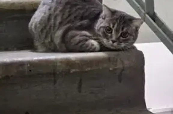 Найдена кошка, Москва, фото: Найдена серая кошка, ул. Медиков, 10