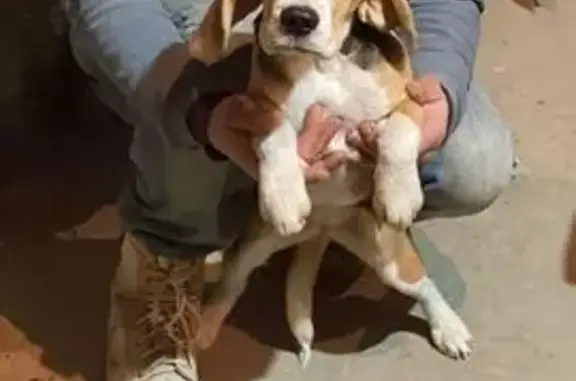 Собака найдена на Омской ул., Ростов-на-Дону - photo