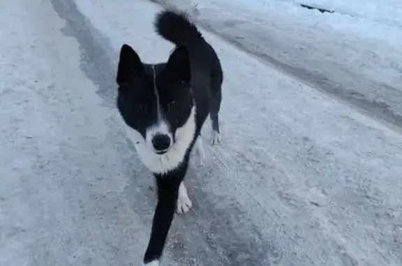 Найдена собака, Калининград, фото: Собака найдена: ул. З. Космодемьянской, 29