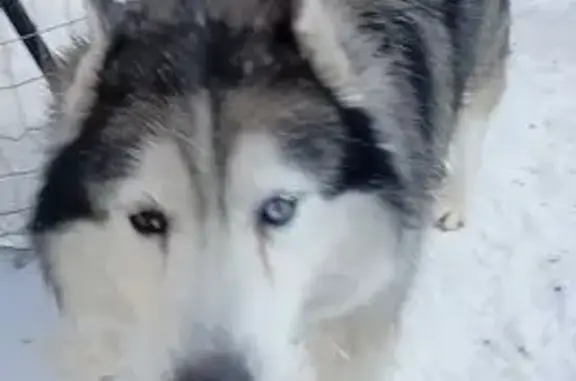Найдена собака, Вершинино, фото: Хаски найден в Вершинино, Томская обл.