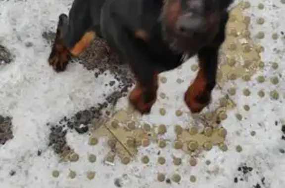 Найденные животные Черницыно, фото: Собака найдена: Черницыно, Октябрьская 372