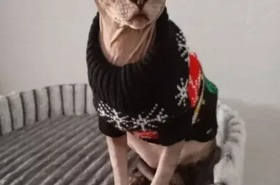 Пропала кошка, ул. Есенина 84Б, Краснодар - photo