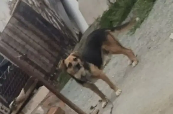 Пропала собака, Орск, Тенистая 13 - photo