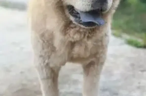 Пропала собака чау-чау, Краснодарский край - photo