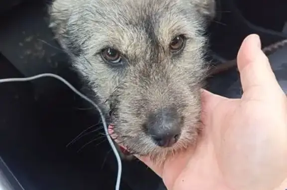 Найдена собака, Хабаровск, фото: Собака найдена на Суворова, 2А, Хабаровск