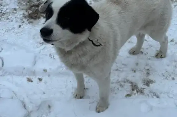 Собака найдена: ул. Плеханова, 140, Тула - photo