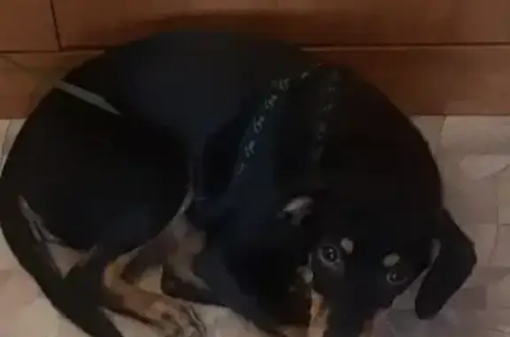 Найдена собака, Мыски, фото: Собака найдена: ул. Ленина, 9, Мыски