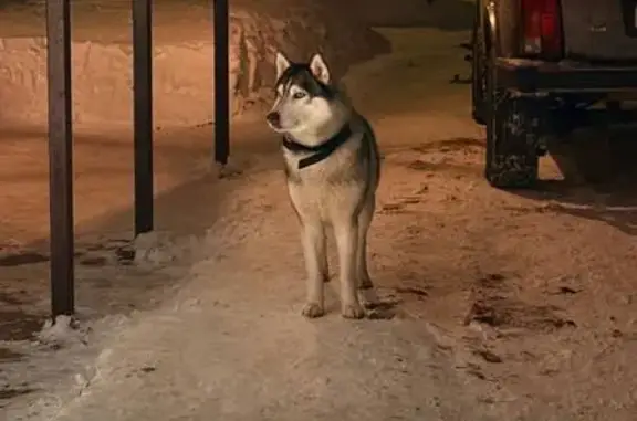 Найдена собака, Мелихово, фото: Найдена хаски, Мелихово, 141