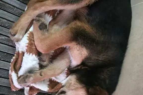 Найдена собака, ул. Вильямса 12А, Тула - photo